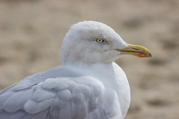 portrait of a seagull