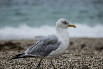 seagull on the beach