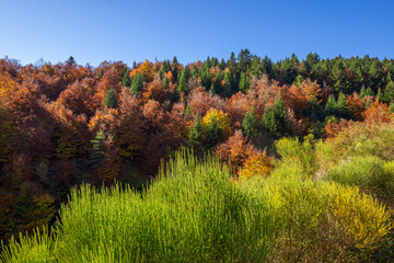 France, Ardèche (07), couleurs d'automne dans les monts d'Ardèche.