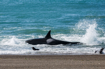Fototapeta premium Orca attacking sea lions,Peninsula Valdes, Patagonia Argentina
