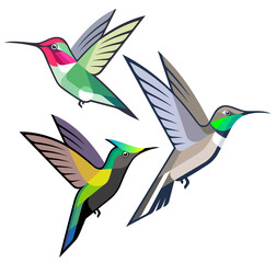 Stylized Birds - Anna's Hummingbird, White-sided Hillstar and Antillean Crested Hummingbird