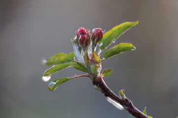 Fototapeta premium With an ice layer prevent the fruit blossom from freezing. Clotting heat.