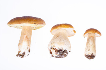 Edible forest boletus mushroom isolated on white background. Studio Photo.