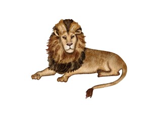 Lion watercolor illustration.  Drawn by hand with watercolors and is suitable for all types of design and printing.

