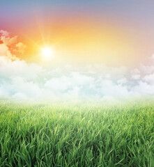 Meadow and green field under a colorful sky, low white clouds and the rising sun