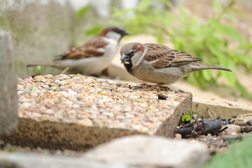 two male house sparrows (Passer domesticus) eating seeds on the ground. Blurred background.