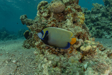 Fish swim in the Red Sea, colorful fish, Eilat Israel

