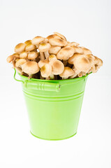 Mushrooms Armillaria mellea autumn in bucket. Studio Photo