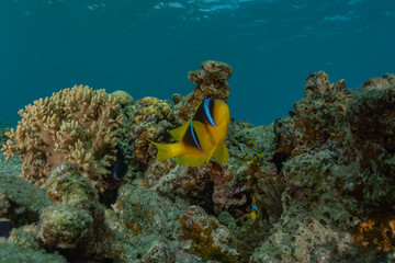Fish swim in the Red Sea, colorful fish, Eilat Israel
