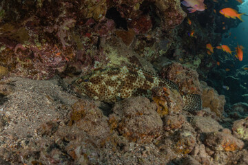 Fish swim in the Red Sea, colorful fish, Eilat Israel
