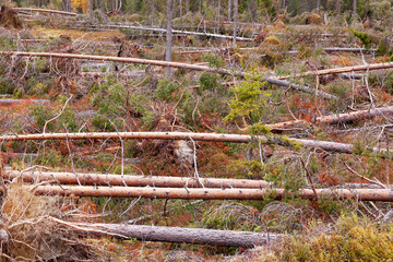 Fallen Pine trees in a forest after a storm. Storm damage shot near Kuusamo, Northern Finland. 