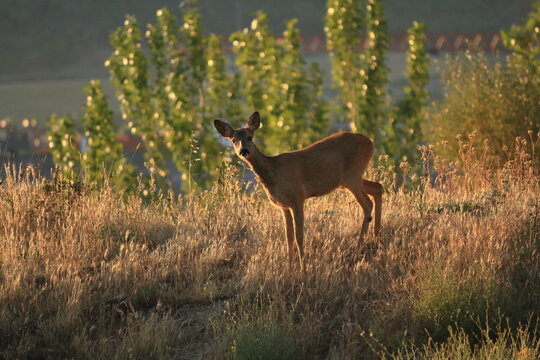 female roe deer (Capreolus capreolus) watching from the edge of the forest. Outlined by the sun.