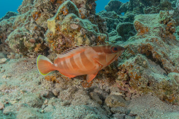 Fish swim in the Red Sea, colorful fish, Eilat Israel
