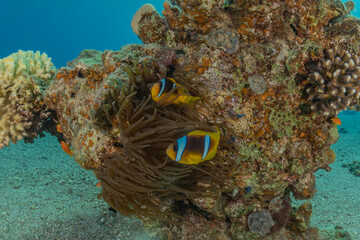 Fish swim in the Red Sea, colorful fish, Eilat Israel
