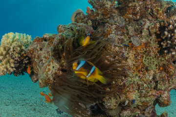 Fish swim in the Red Sea, colorful fish, Eilat Israel
