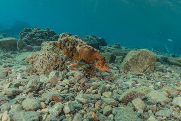 Lion fish in the Red Sea colorful fish, Eilat Israel
