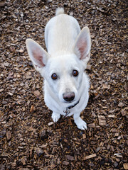 A white cute dog with big ears looks up pleadingly at his owner