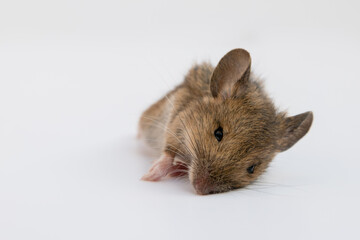 Head of dead common European field or wood mouse
