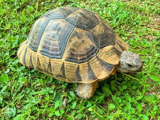 Brown turtle standing on green grass. Studio Photo