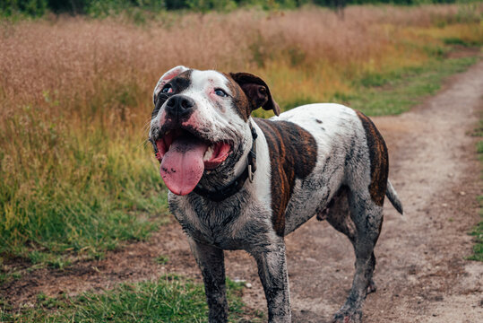 A happy dog that was rolling in mud. English staffordshire bull terrier dog. 