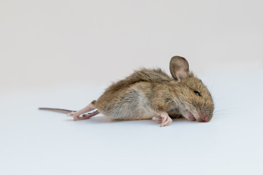 View from below of dead common European field or wood mouse in white space