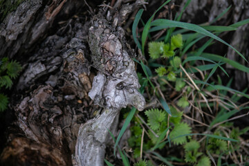 tree trunk with moss