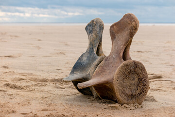 Two whale vertebrae washed ashore on the beach