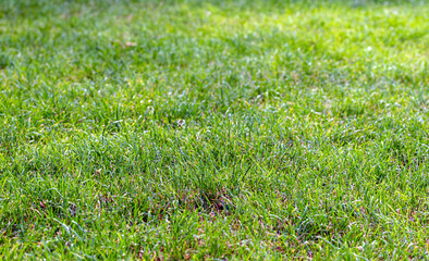 Green lawn grass