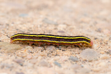 Obraz na płótnie Canvas Profile view of the brown pink form of the Broom Moth caterpillar with bold black and yellow stripes down its length