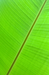 Green tropical palm leaf background. Studio Photo