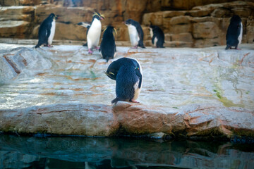 Rockhopper penguins at the Vienna Zoo in Austria