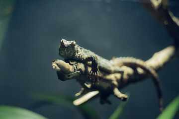 Large green lizard hanging on top of a branch looking into the camera