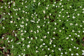 Wild flowers in spring forest. Spring forest and beautiful, white anemones. 