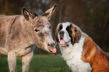 Fotobehang Funny donkey sticking out a tongue next to saint bernard dog in autumn © Rita Kochmarjova