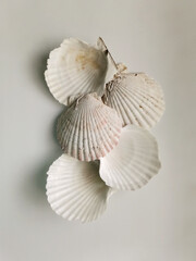 White seashells composition on white background