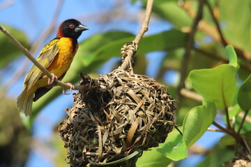 bird in the nest