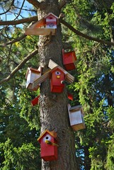 Domki dla ptaków © bnorbert3