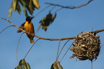 bird next to nest