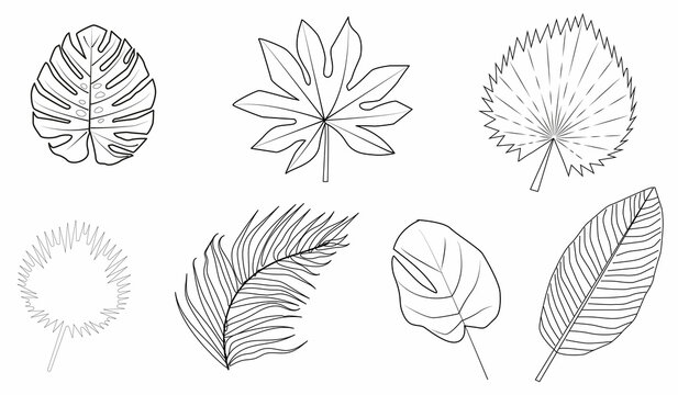 Set of leaves.Pen sketch of various tropical leaves.Tropical leaves clip art