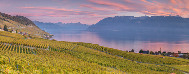 Vignoble du canton de Vaud avec le lac Léman au coucher de soleil en Suisse