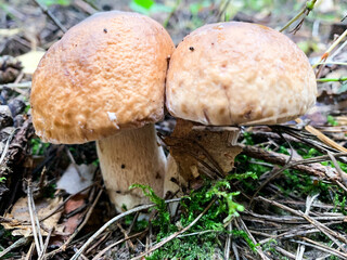 Delicious edible porcini mushrooms boletus growing in forest