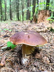 Delicious edible porcini mushrooms boletus growing in forest
