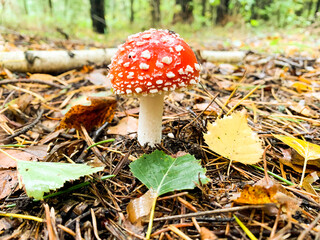 Inedible Amanita muscaria growing in forest