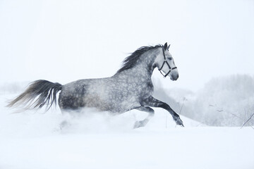 Naklejka na ściany i meble horse in snow