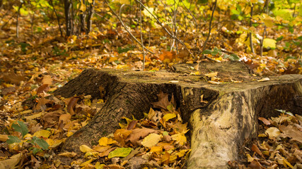 ścięty pień drzewa wśród liści w lesie, kolory jesieni - obrazy, fototapety, plakaty