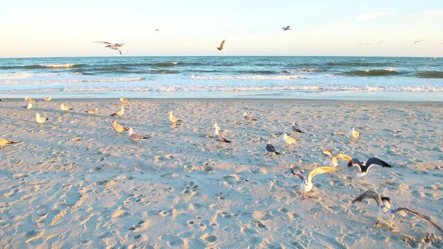 Flock of seagulls birds fighting for feed food during colorful pastel color sunset at Myrtle Beach city by Atlantic ocean, seabirds swarming in flight, flying above sea in South Carolina