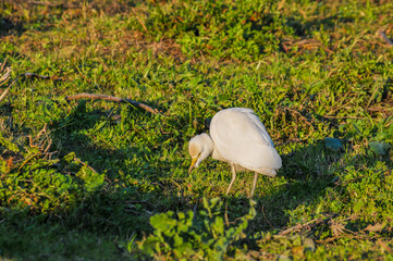 Detail of an egret in the field 