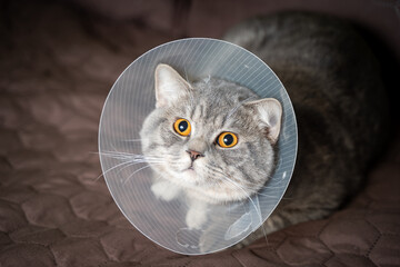 Domestic gray British Shorthair cat with orange eyes in a protective collar at home on the couch after surgery. The topic is medicine and the protection of pets. The cat is resting after castration