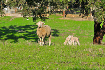 Sheep and lambs in agricultural pastures