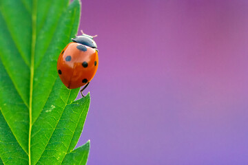 Ladybug on green leaf in a sunny day